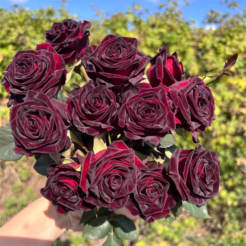 大苗黑巴克月季花苗开花特大花玫瑰花四季盆栽花卉爬藤植物树绿植