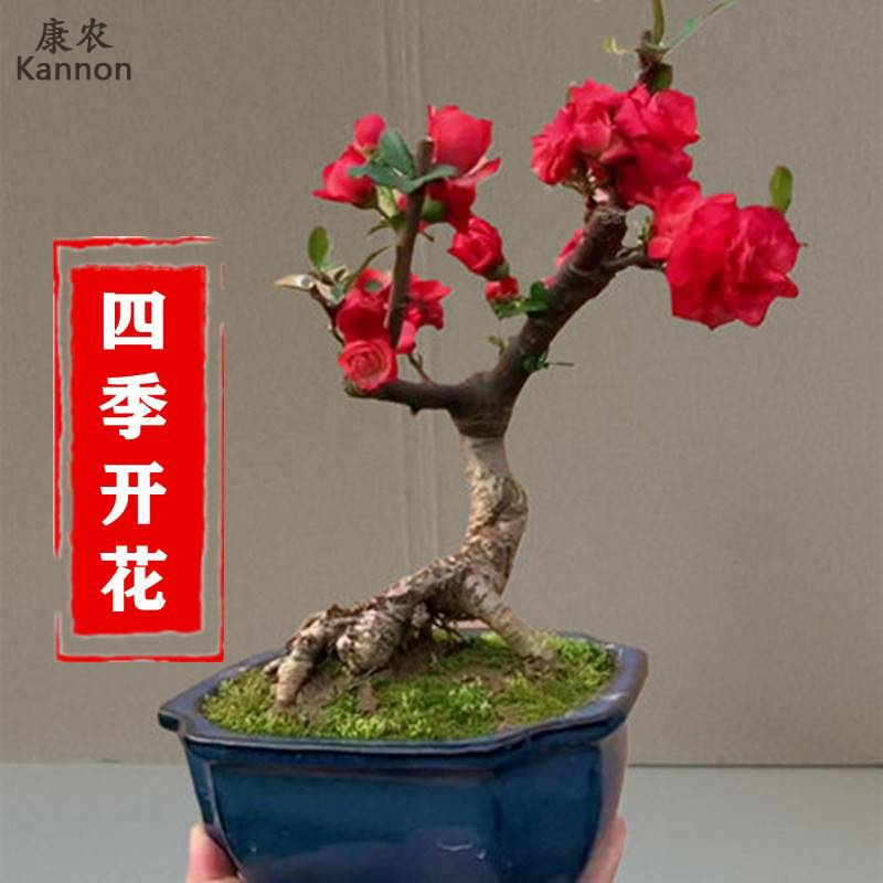 四季海棠花盆栽树苗重瓣花卉盆景老桩室内阳台庭院易活开花植物蓝