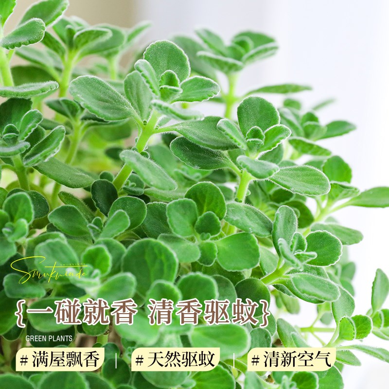 级大盆碰碰香盆栽可食用大苗室内绿植猫薄荷叶迷迭香草植物