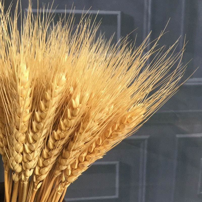 仿真稻谷小麦水稻穗塑料花假花摆件麦穗农作物装饰装大麦客厅摆设