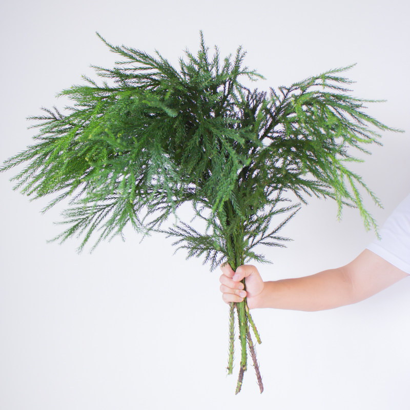柳杉鲜切天竺少女鲜花云南直发花束鲜切花插花室内水培绿植松枝