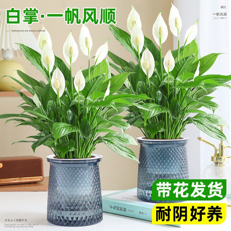 【一帆风顺】四季开花 绿植水养 水培白掌 好养 室内养护简单卫生