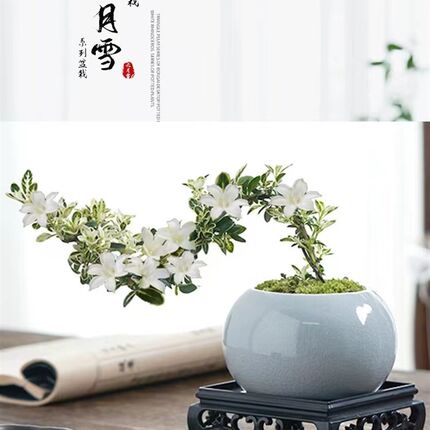 金边六月雪悬崖红花茶桌禅意室内窗台办公室小绿植茶几造型微盆景