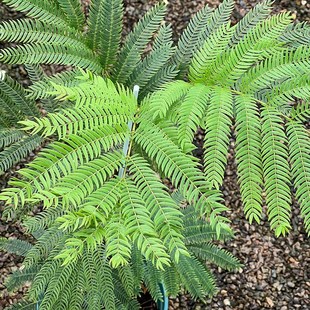 密叶猴耳环网红观叶绿植常绿小乔木室内耐阴耐热含羞小豆树盆栽苗