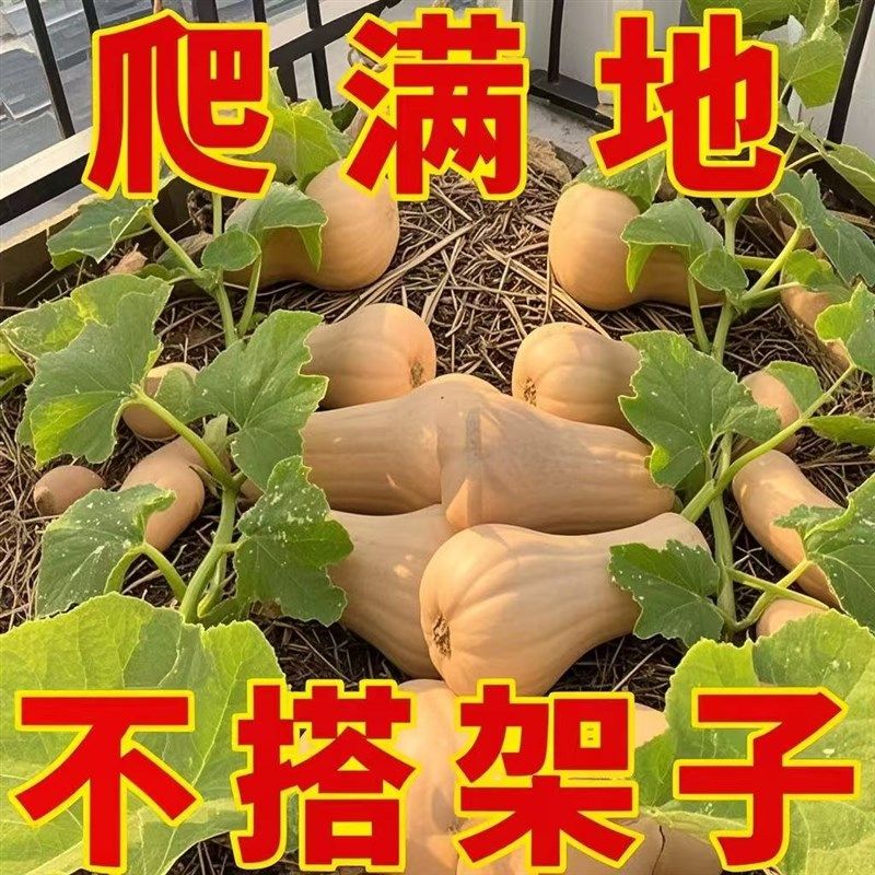 【不用搭架】蜜本南瓜苗新鲜食用南瓜秧苗带土板栗南瓜绿贝贝南瓜,鲜花速递/花卉仿真/绿植园艺,土壤覆盖物,淘宝优惠券,粉丝福利购,淘宝优惠卷