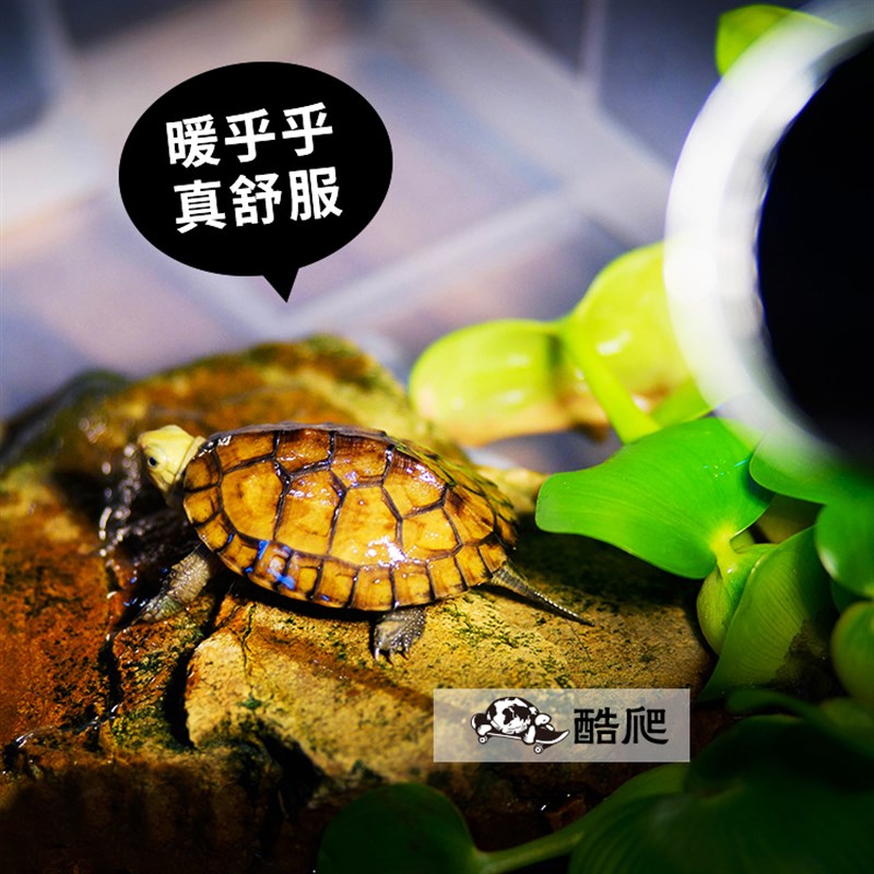 爬虫箱加热灯夹陶瓷灯乌龟刺猬蜥蜴UVAUVB晒背万向带开关E27灯夹图片