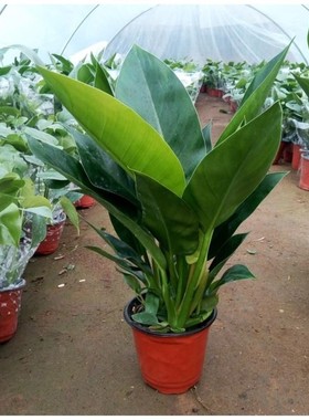 大叶金钻四季常青家庭办公室内花卉绿色植物盆栽