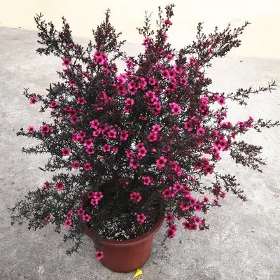 澳梅小叶寒梅盆栽松红梅耐寒花卉多年生木本花卉植物基地发货带花