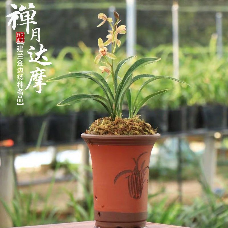 金边矮种兰花草带花苞四季建兰达摩禅月浓香室内客厅阳台花卉盆栽