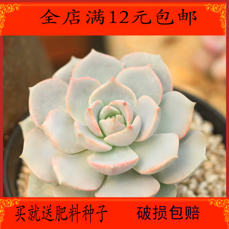 多肉植物盆栽花卉 办公室内绿植盆景 白牡丹 景天肉肉植物图片
