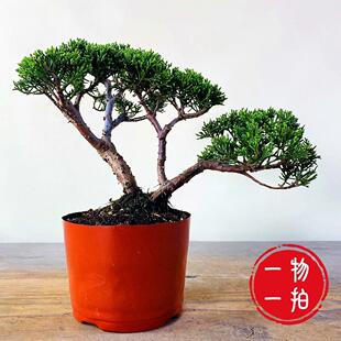 基地直销日本济州真柏小纪州盆景高档盆栽办公室阳台室内茶台摆件