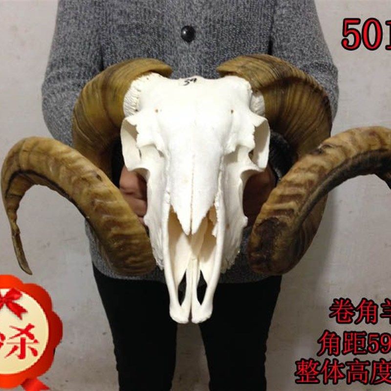 藏区真羊头头骨工艺品标本w装饰品 天L然牦牛羊头壁挂家居摆件