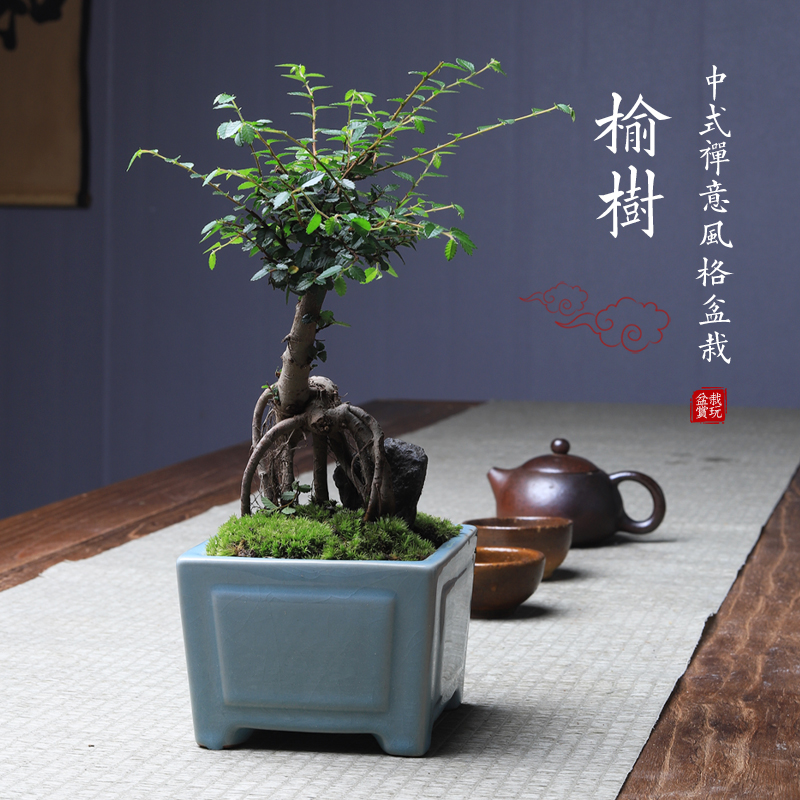 小叶榆树怪根老桩造型绿植盆栽榆榔植物盆景养客厅办公桌