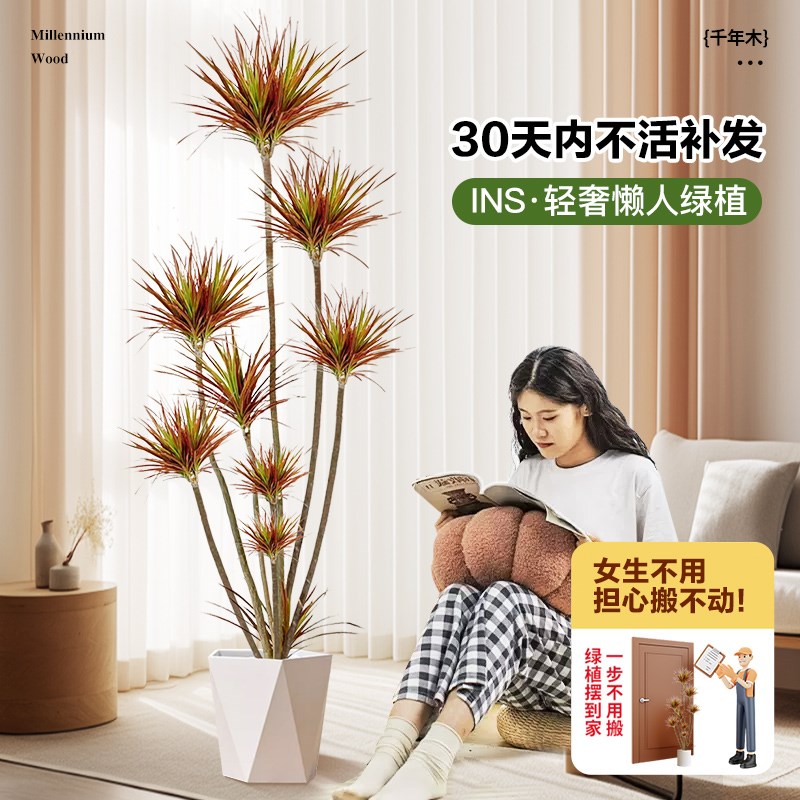 千年木绿植龙血树客厅室内大型盆栽七彩铁真树马尾铁办公室好养活