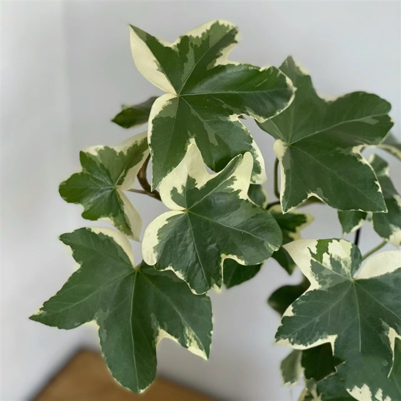 花叶熊掌木盆栽室内阳台桌面庭院耐阴水培耐晒四季常绿植物小盆栽