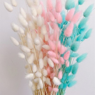 短胖花头兔尾草干花包混搭花束天然永生花浮油花手工材料桌面装饰