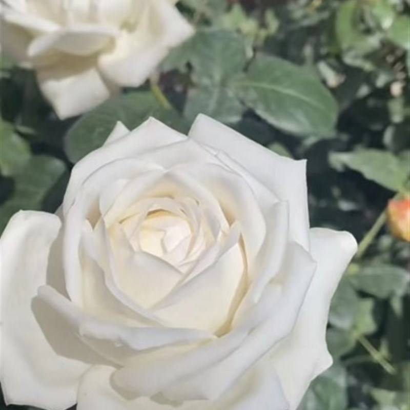 P18中大苗带盆带土珍妮莫罗月季花盆栽优选阳台可地栽