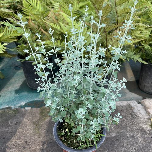 银叶仓鼠盆栽盐白布什p花镜因色系观叶植物多年生耐寒耐热易成活