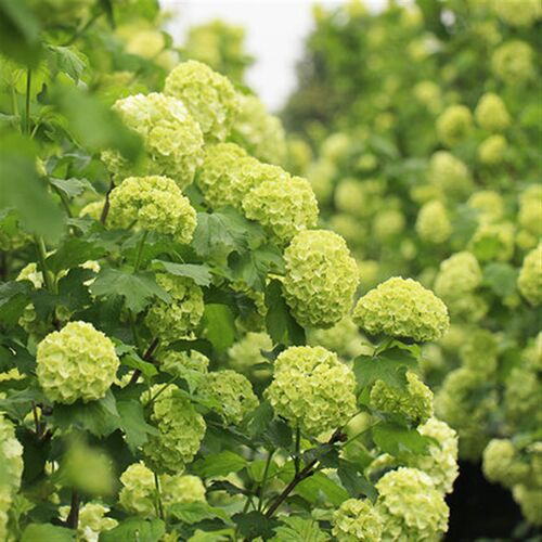 欧洲木绣球玫瑰盆栽乔木绣球y树花园阳台庭院花卉植物耐寒绣球荚