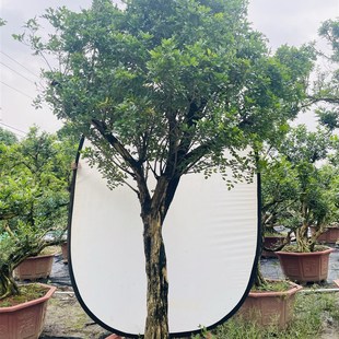 九里香老桩超大型大树p大盆景大盆栽好养庭院南北种植植物开花花
