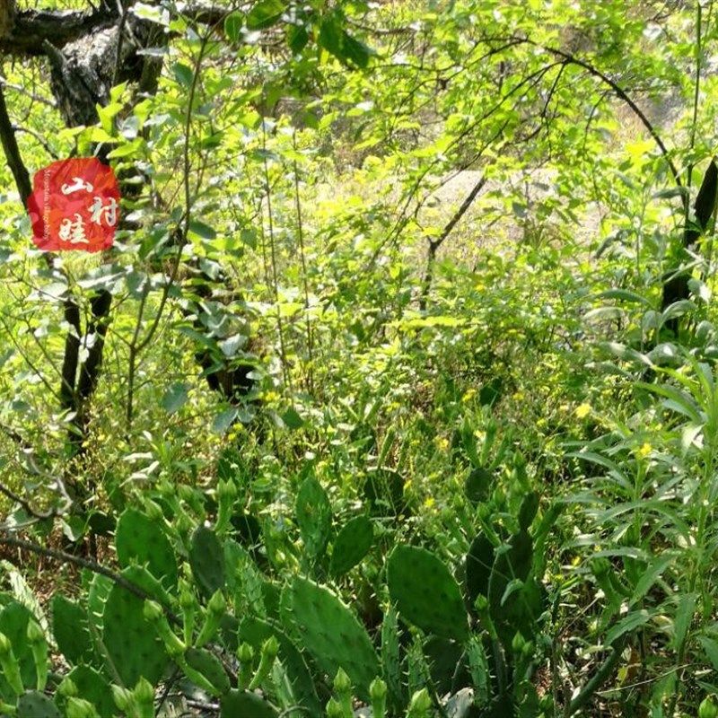 现摘仙人掌苗多肉植物湖北沙地野仙人掌种植苗老片盆栽植物包邮,鲜花速递/花卉仿真/绿植园艺,多肉植物,淘宝优惠券,粉丝福利购,淘宝优惠卷