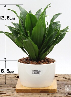 青叶碧玉办公室内迷你小盆栽绿色植物创意绿植室内花卉净化空气