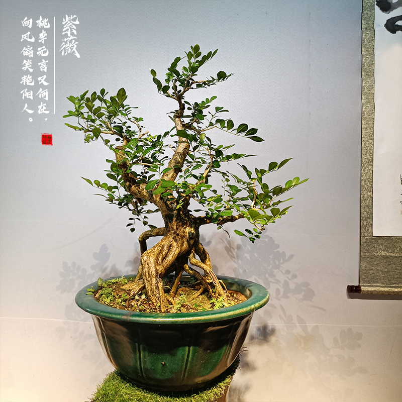 紫薇盆景九里香盆栽朴树老桩浓香型植物室内外阳台四季好养绿植