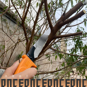 子手园林树杈枝条修剪园艺木工果树多用企鸿三倍