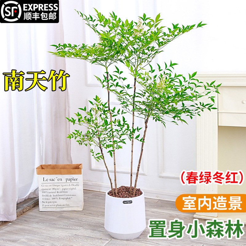 南天竹盆栽客厅大型绿植室内老桩树苗盆景办公室落地式真树植物