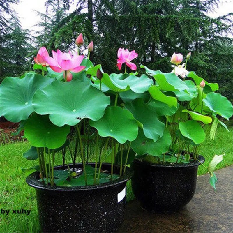 池塘大型观赏荷花藕苗水培植物食用藕种根盆栽水养花卉莲花苗莲藕