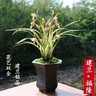 四季建兰福隆锦h艺正品翁源兰花苗浓香好养原盆室名贵内花卉绿植