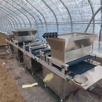 新疆地区辣椒育苗播种机花卉材种BGQ子育点播秧机吸式育苗针点药