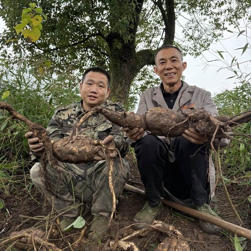 正宗葛根粉正葛粉冲泡饱腹代餐粉500g袋装自然生长葛根制粉