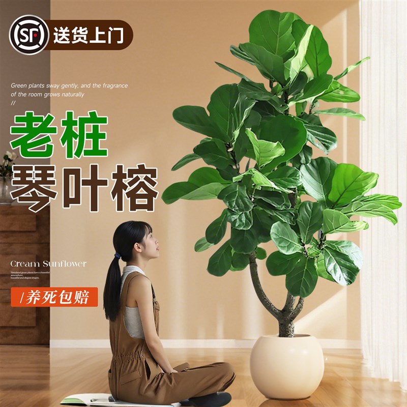 琴叶榕盆栽大叶老桩绿植高级感客厅室内大型落地植物办公室好养活