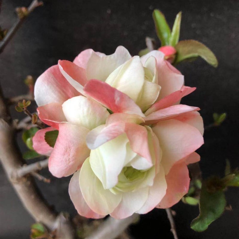 实物原生牡丹海棠盆景品种花卉一物一拍造型树桩室内老桩耐寒盆栽