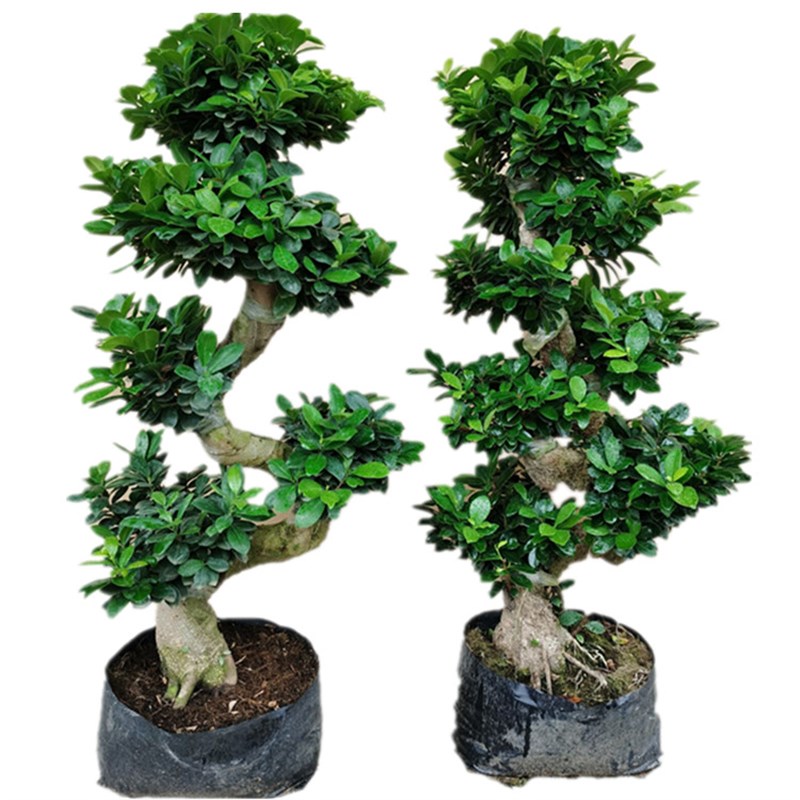 绿植盆栽花卉小叶榕树盆景树桩 植物室外阳台S造型榕树人参榕易养