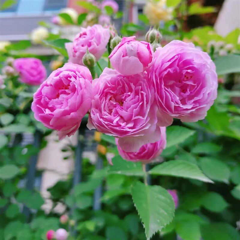 蔷薇花苗粉团七姊妹蔷薇红蔷薇曼宁顿蔷薇群舞蔷薇攀爬藤本植物,鲜花速递/花卉仿真/绿植园艺,月季/蔷薇/玫瑰,淘宝优惠券,粉丝福利购,淘宝优惠卷