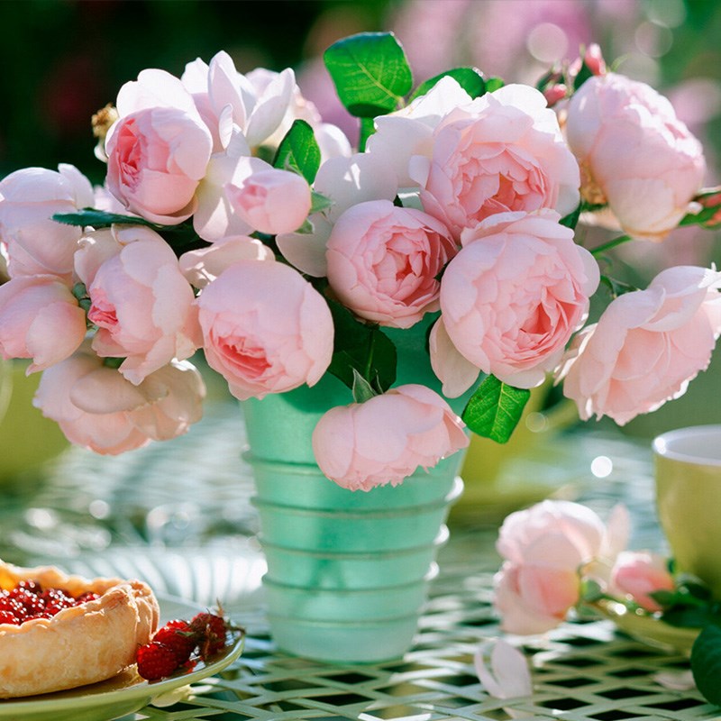 藤本娜荷马月季花苗爬藤开花玫瑰小苗室内四季盆栽花卉植物树绿植