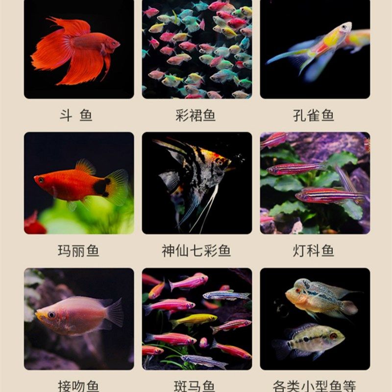 贝意品丰年虾卵小型观赏鱼孔雀鱼灯科凤尾斗鱼饲料幼鱼苗开口鱼粮,宠物/宠物食品及用品,观赏鱼饲料,淘宝优惠券,粉丝福利购,淘宝优惠卷