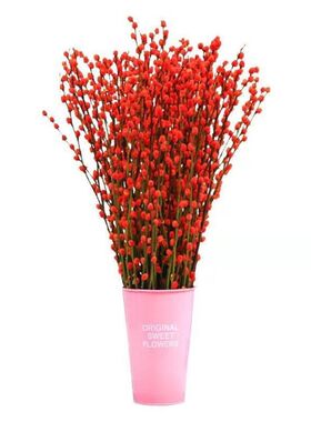 银柳真花鲜枝室内红色喜庆年宵花卉新年干花植物盆栽客厅摆件装饰