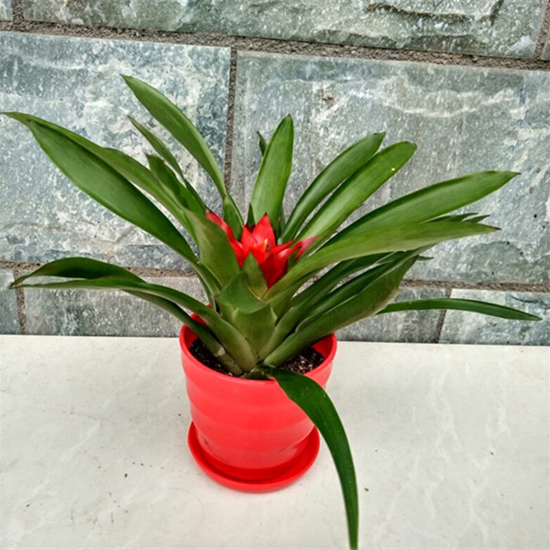 带花鸿运当头室内花卉绿植客厅大盆景植物凤梨花盆栽好养