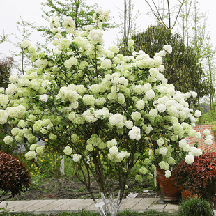 海蒂的花园中华木绣球欧洲木绣球花卉盆栽庭院植物