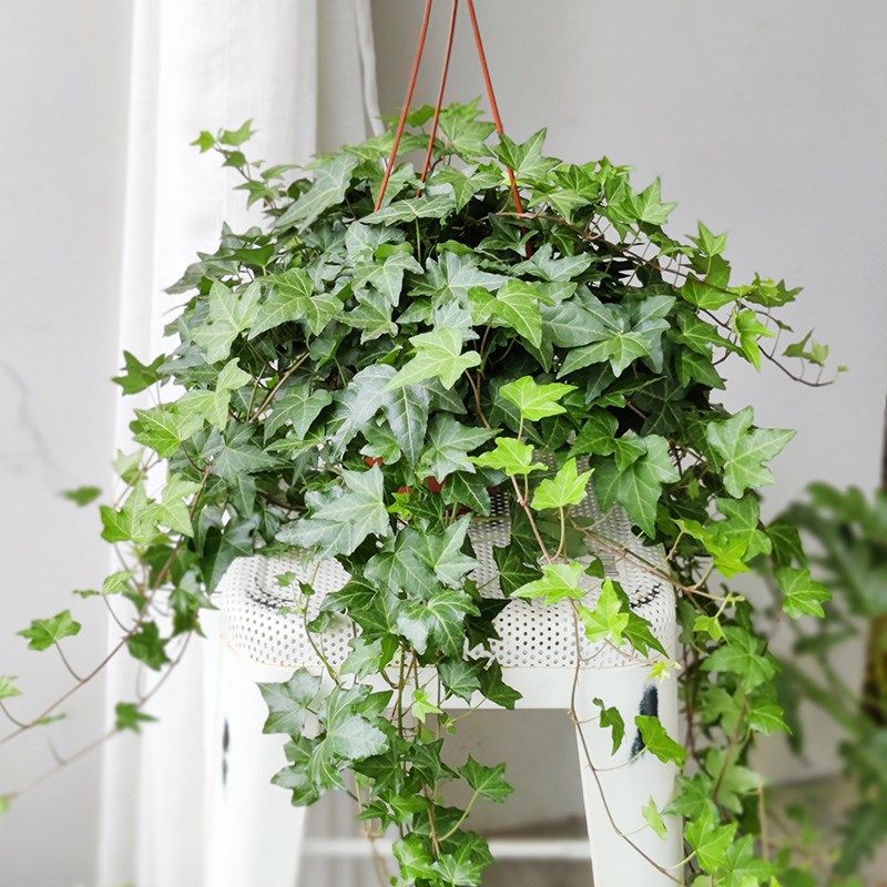 常春藤垂吊植物吊兰室内盆栽壁挂绿植长青藤悬挂式常青藤挂墙爬藤,鲜花速递/花卉仿真/绿植园艺,绿植,淘宝优惠券,粉丝福利购,淘宝优惠卷