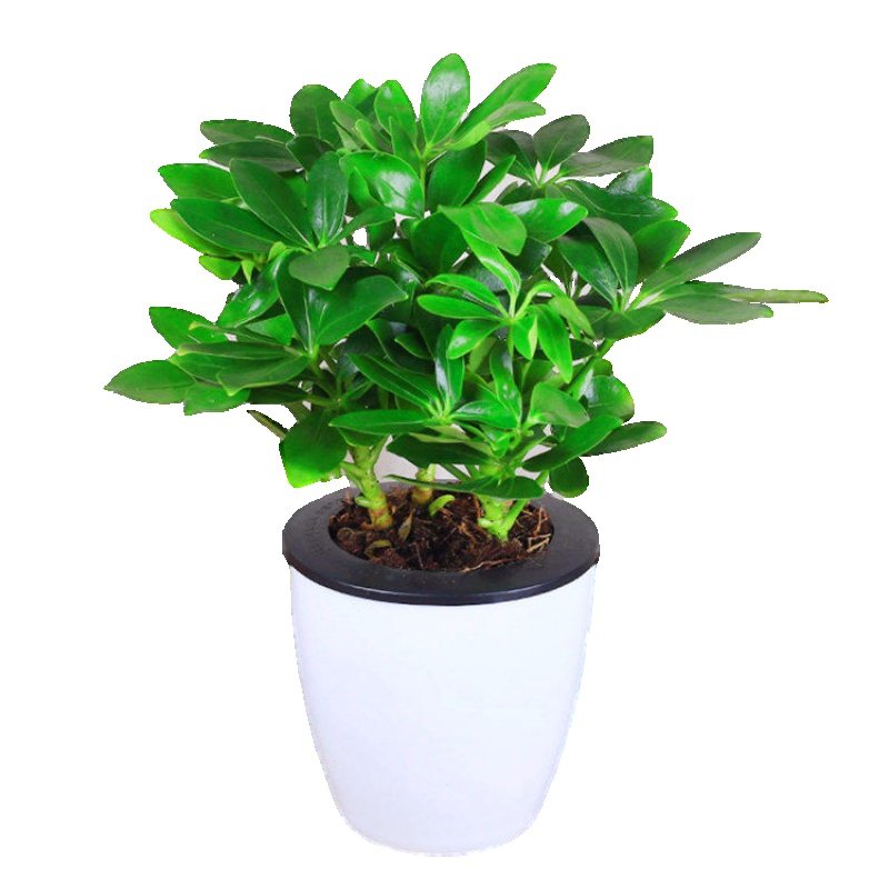 四季常青八方来财鸭脚木幸福树金钱树发财树室内阳台绿植盆栽花卉,鲜花速递/花卉仿真/绿植园艺,大型绿植/成品组合盆栽,淘宝优惠券,粉丝福利购,淘宝优惠卷