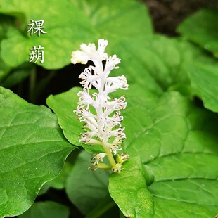 贵州中草药白折耳根 祼蒴全草入药喜半阴湿环境盆栽【2盆更优惠】