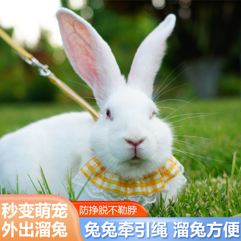 兔子牵引绳兔绳防挣脱兔链子可调节兔绳子遛兔绳栓遛兔兔绳子神器,宠物/宠物食品及用品,兔绳,淘宝优惠券,粉丝福利购,淘宝优惠卷