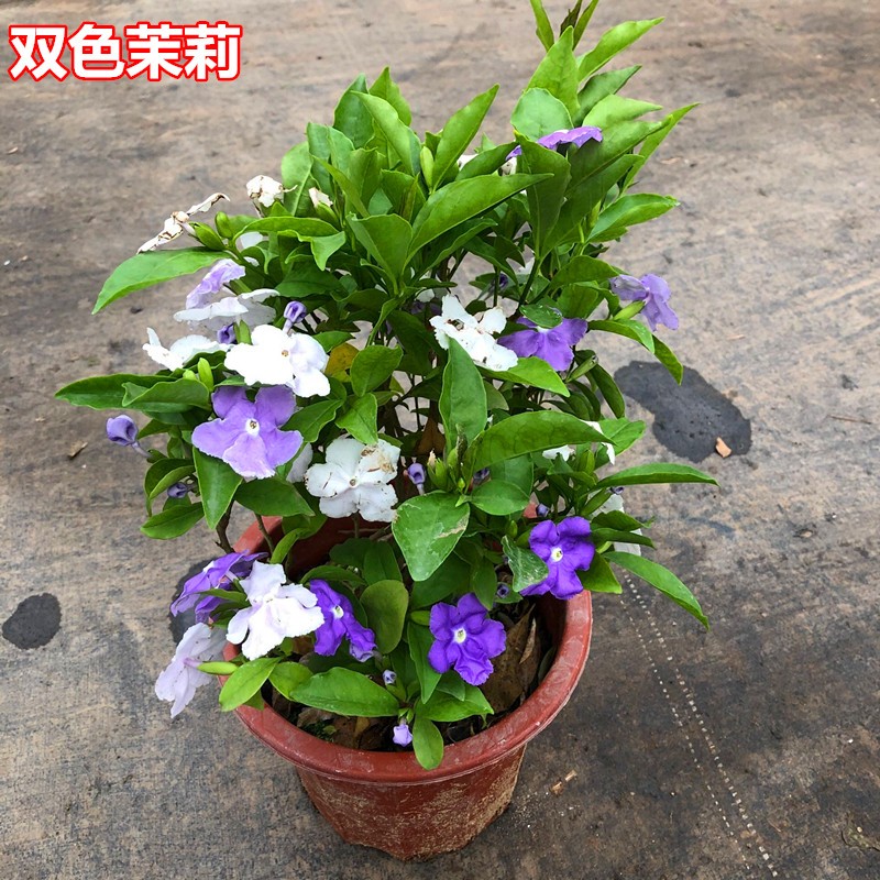 双色茉莉盆栽双色茉莉花苗鸳鸯茉莉花阳台室内外盆栽芳香花卉包邮