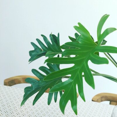 小天使 春羽 龙鳞 植物室内外观叶绿植小天使蔓绿绒盆栽净化空气