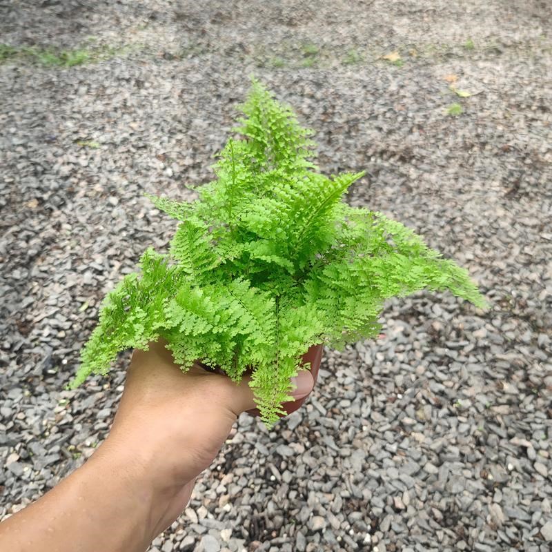 蕾丝蕨盆栽棉花糖肾蕨玛丽莎蕨类羽叶趣味吸甲醛装饰垂吊网红植物