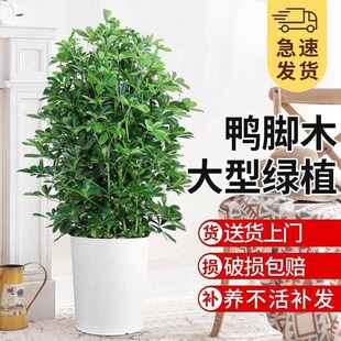 鸭脚木客厅大盆栽八方来财植物丛生大型绿植室内花卉树苗四季好养